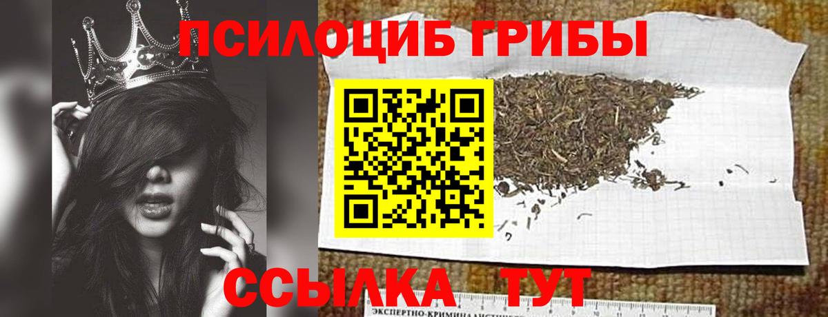 Галлюциногенные грибы Psilocybe Одинцово